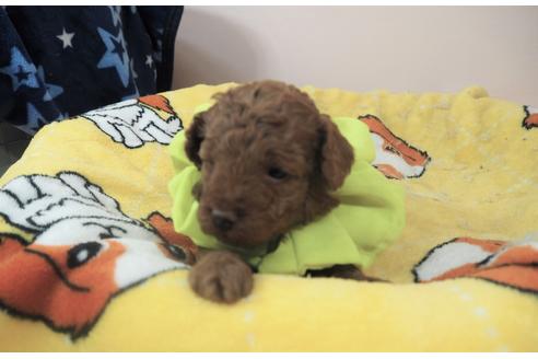 成約済の埼玉県のトイプードル-98416